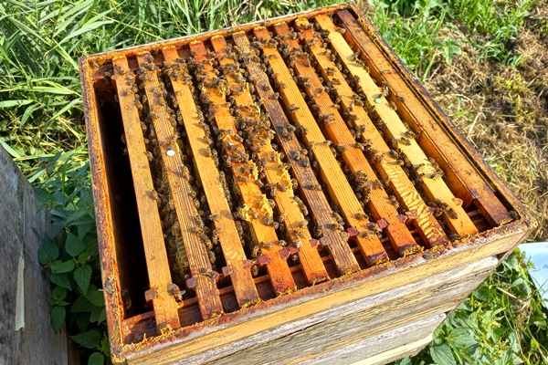 Geopende bijenkast