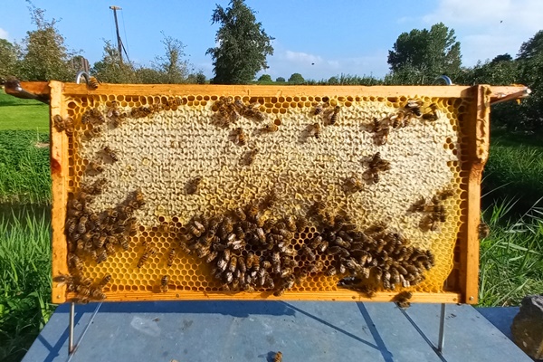 Honingbijen op een honingraam
