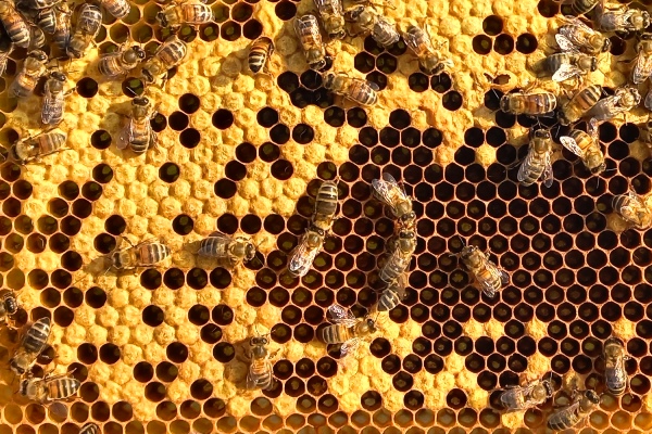 Honingbijen op een broedraam
